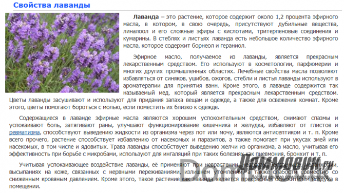 Лаванда в народной медицине