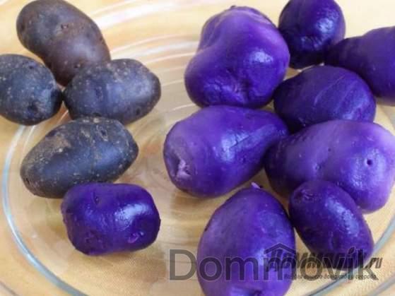 Самые необычные и красивые овощи