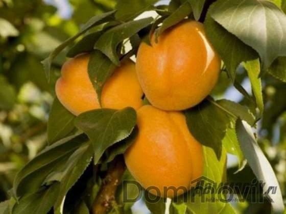 Ваши любимые сорта абрикос на даче
