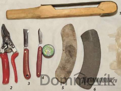 Как научиться делать весенние прививки плодовых деревьев?
