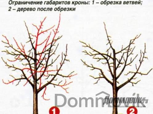 Обрезка плодовых деревьев на участке