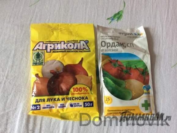 Чем удобрять лук, чтобы он вырос здоровым и крупным
