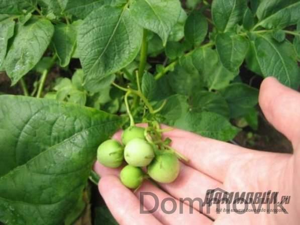 Как и когда посадить картофель из семян
