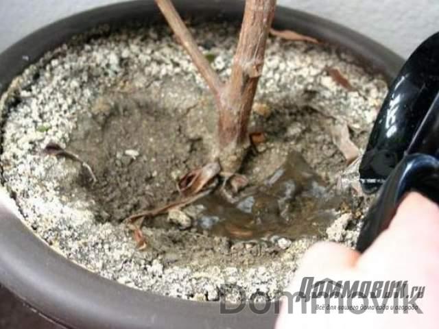 Как ухаживать за фикусом микрокарпа