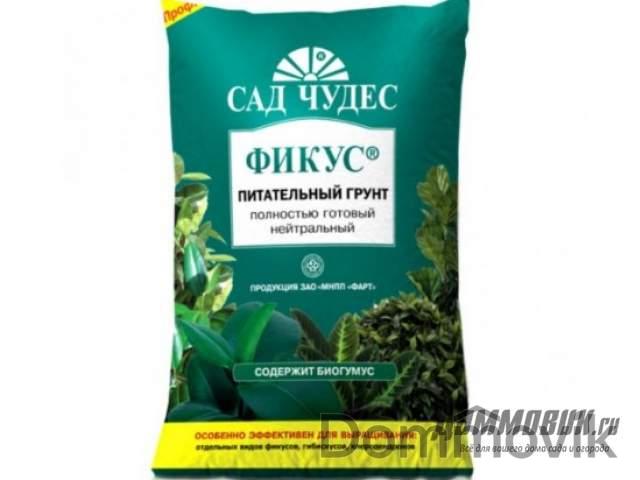 Как ухаживать за фикусом микрокарпа