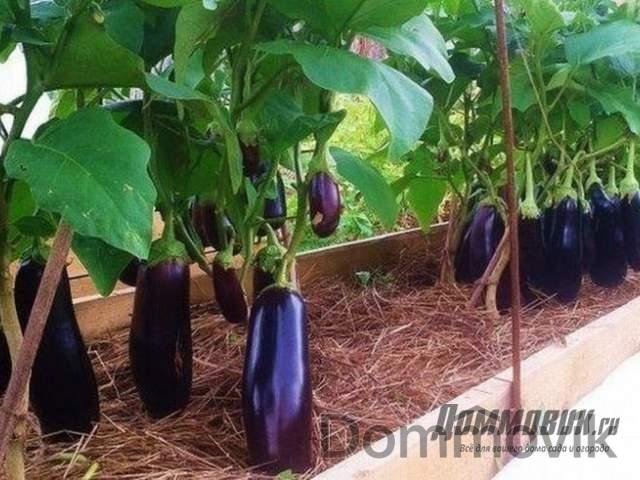 баклажаны на высокой грядке