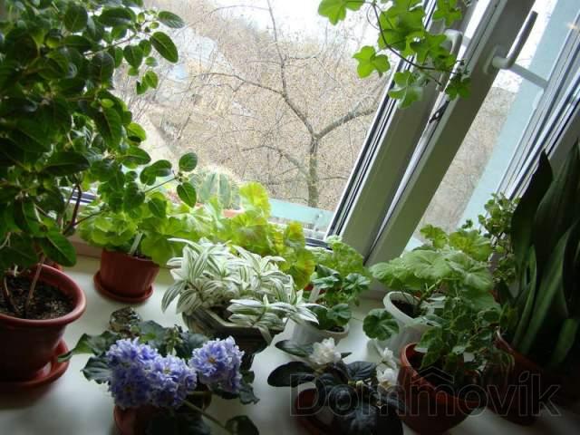 растения на подоконнике, разные виды