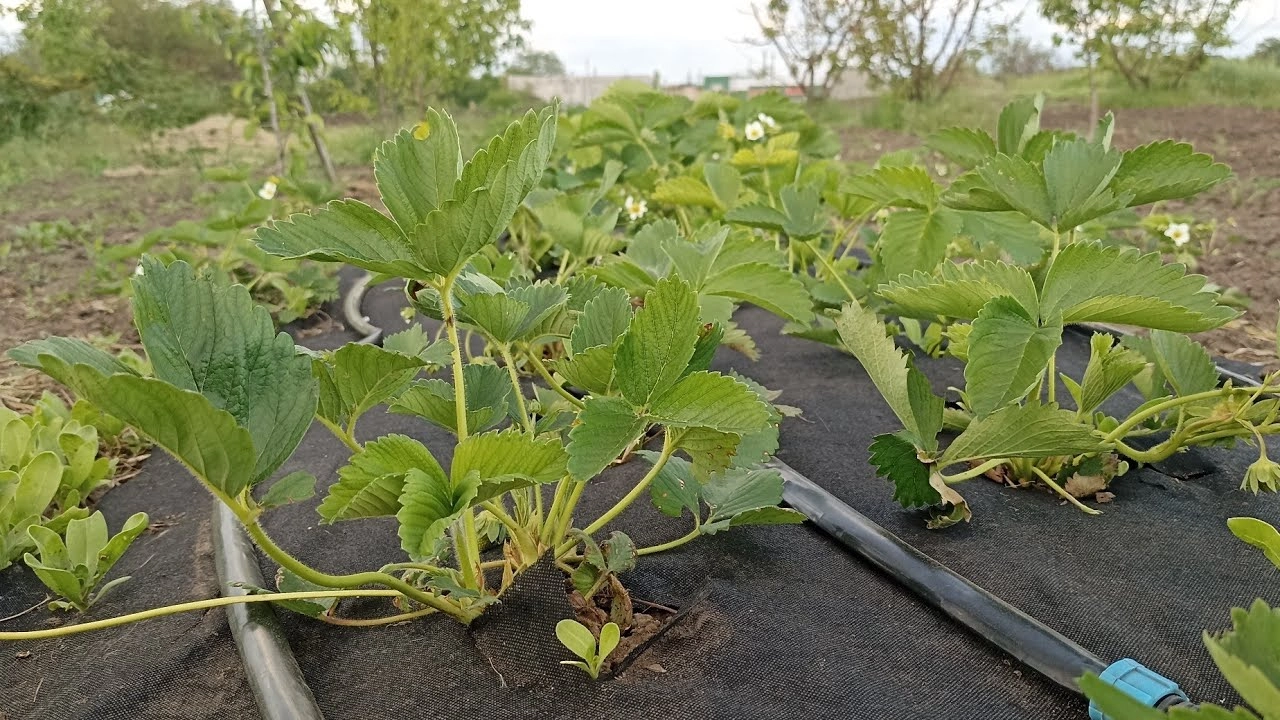 клубника на черном агроволокне на дачной грядке